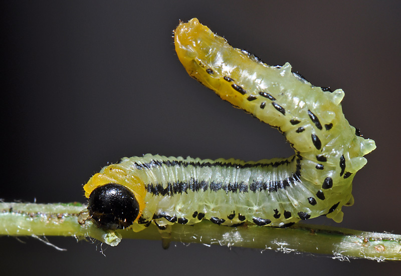 caterpillar4.jpg